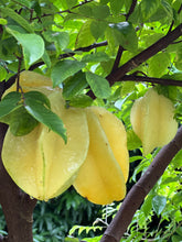 Load image into Gallery viewer, Star Fruit - Fwang Tung (Aug & Dec)