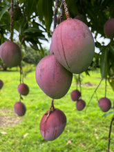 Load image into Gallery viewer, Mango - Tommy Atkins (MAY-JUNE)