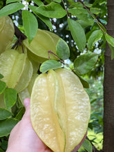 Load image into Gallery viewer, Star Fruit - Fwang Tung (Aug & Dec)
