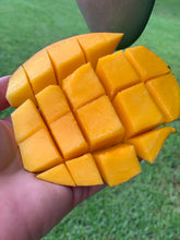 Load image into Gallery viewer, Mango - Tommy Atkins (MAY-JUNE)