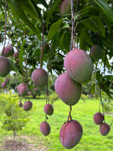 Load image into Gallery viewer, Mango - Tommy Atkins (MAY-JUNE)
