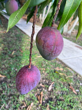 Load image into Gallery viewer, Mango - Tommy Atkins (MAY-JUNE)