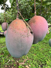 Load image into Gallery viewer, Mango - Kent & Keitt Mixed Mango Box (July)