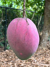 Load image into Gallery viewer, Mango - Tommy Atkins (MAY-JUNE)