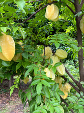 Load image into Gallery viewer, Star Fruit - Fwang Tung (Aug & Dec)