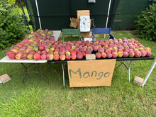 Load image into Gallery viewer, Mango - Tommy Atkins (MAY-JUNE)
