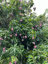 Load image into Gallery viewer, Mango - Tommy Atkins (MAY-JUNE)