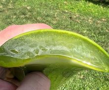 Load image into Gallery viewer, Aloe Vera Leaves