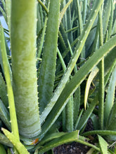 Load image into Gallery viewer, Aloe Vera Leaves