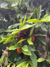 Load image into Gallery viewer, Velvet Apple aka Mabolo (Seedless)- (Aug-Sep)