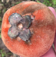 Load image into Gallery viewer, Velvet Apple aka Mabolo (Seedless)- (Aug-Sep)