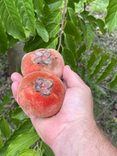 Load image into Gallery viewer, Velvet Apple aka Mabolo (Seedless)- (Aug-Sep)