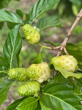 Load image into Gallery viewer, Noni Fruit