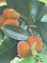 Load image into Gallery viewer, Velvet Apple aka Mabolo (Seedless)- (Aug-Sep)
