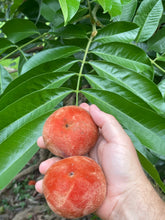Load image into Gallery viewer, Velvet Apple aka Mabolo (Seedless)- (Aug-Sep)