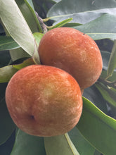 Load image into Gallery viewer, Velvet Apple aka Mabolo (Seedless)- (Aug-Sep)