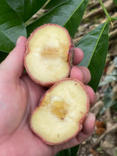 Load image into Gallery viewer, Velvet Apple aka Mabolo (Seedless)- (Aug-Sep)