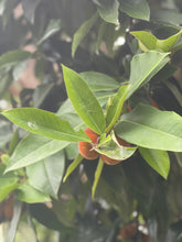 Load image into Gallery viewer, Velvet Apple aka Mabolo (Seedless)- (Aug-Sep)