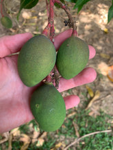 Load image into Gallery viewer, Mango - Baby Green Tommy Atkins (Mar-Apr)
