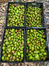 Load image into Gallery viewer, Mango - Baby Green Tommy Atkins (Mar-Apr)