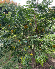 Load image into Gallery viewer, Star Fruit Mixed Box (Aug-Sep & Dec-Jan)