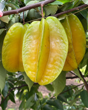 Load image into Gallery viewer, Star Fruit Mixed Box (Aug-Sep & Dec-Jan)
