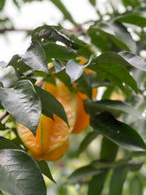 Load image into Gallery viewer, Star Fruit Mixed Box (Aug-Sep & Dec-Jan)