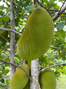 Jackfruit - Crunchy