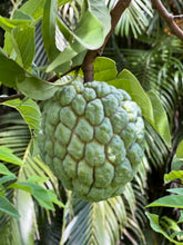 Load image into Gallery viewer, Sugar Apple - Purple and Green mixed