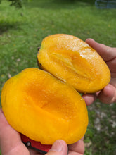 Load image into Gallery viewer, Mango - GLENN