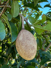 Load image into Gallery viewer, Sapodilla - Gigantia