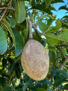 Sapodilla - Gigantia