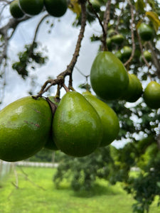 Avocado - Lisa (Aug)