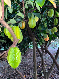 Star Fruit - Green Kari (Aug-Dec)