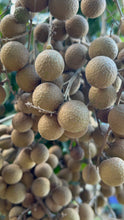 Load image into Gallery viewer, Longan - Biew Kiew