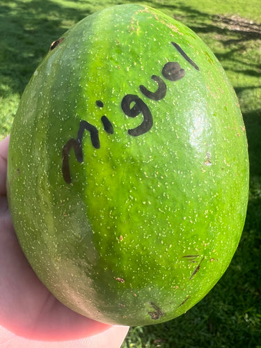 Avocado - Miguel (Aug-Sep)