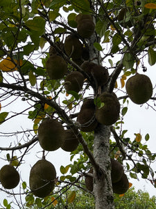 Jackfruit - Crunchy