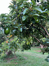 Load image into Gallery viewer, Avocado - Donnie