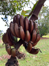 Load image into Gallery viewer, Bananas - Cuban Red