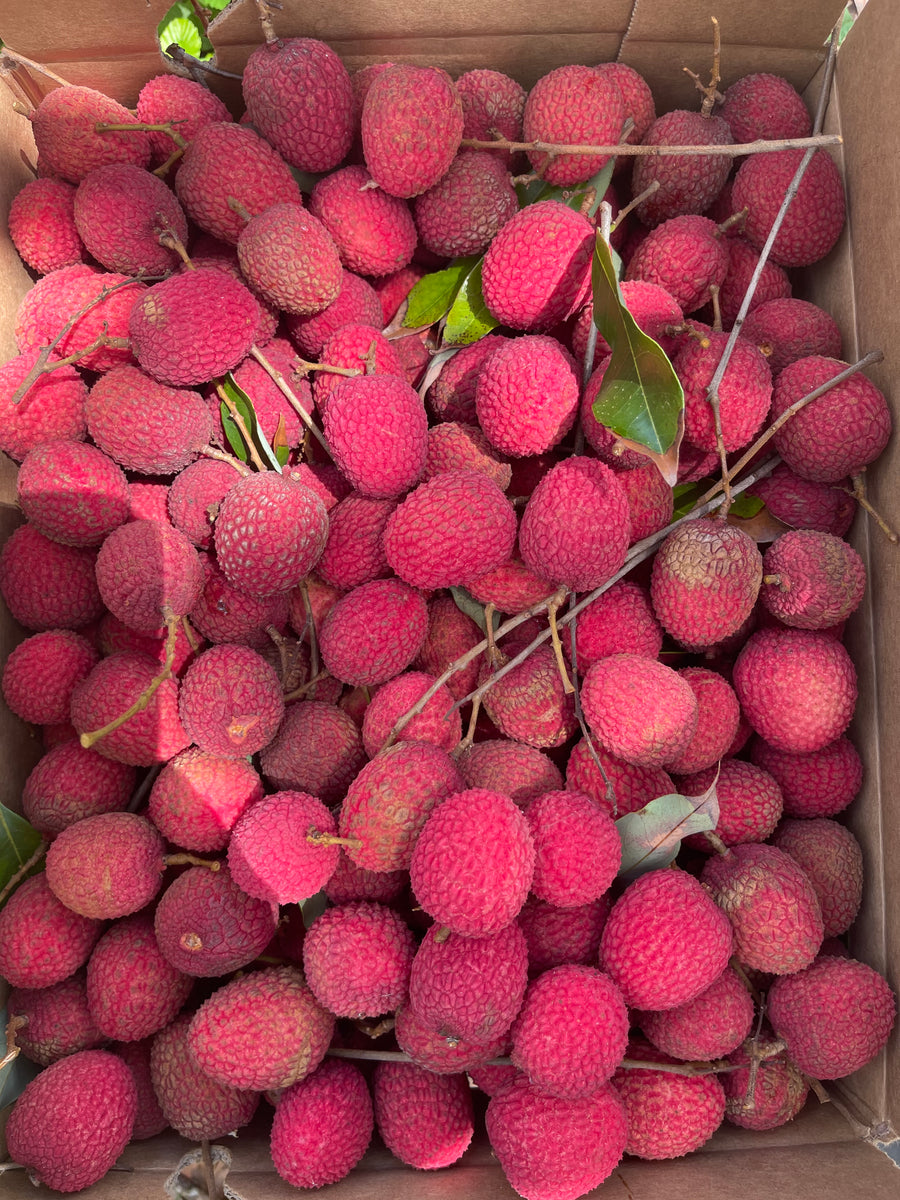 Lychee - Brewster (PRE-SALE SOLD OUT) – JamyMango