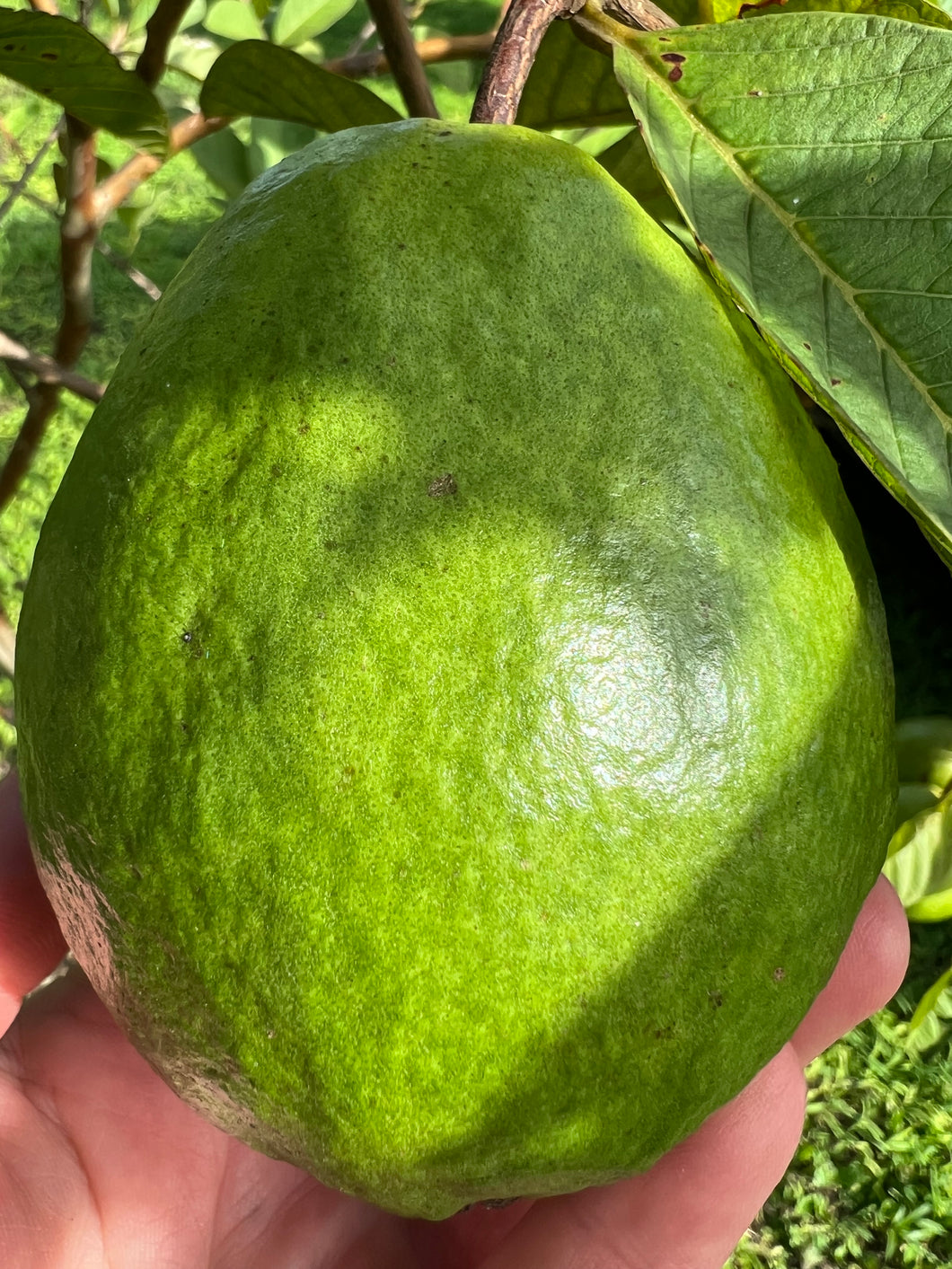 Guava - Kilo