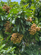 Load image into Gallery viewer, Longan - Kohala (July-August)
