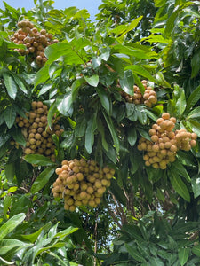 Longan - Kohala (July-August)