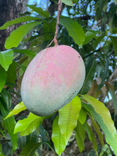 Load image into Gallery viewer, Mango - KEITT SEEDLING