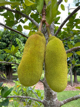 Load image into Gallery viewer, Jackfruit - Crunchy