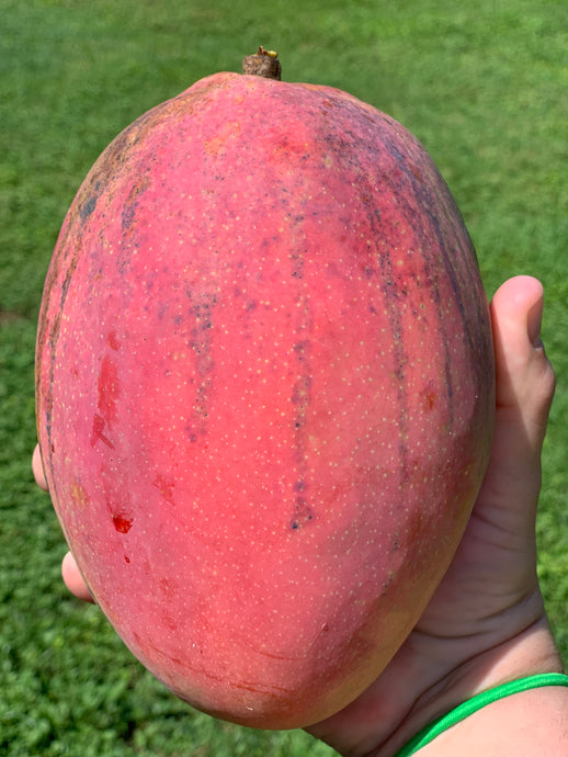 Mango - Tommy Atkins PRE-SALE