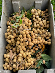 Longan - Kohala (July-August)