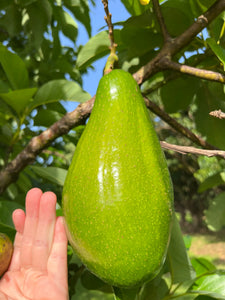 Avocado - Bernecker (Jul - Sep)