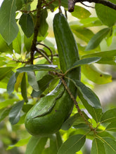 Load image into Gallery viewer, Avocado - Russell