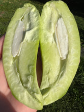 Load image into Gallery viewer, Mango - MUN KUN SI